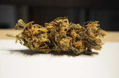 Fast Flowering Green Crack de HSO