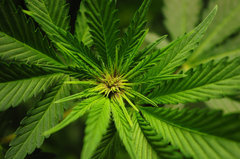 Red Hot Cookies de Sweet Seeds