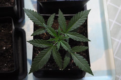 Jamaican Dream de Eva Seeds