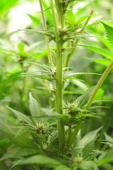 Red Hot Cookies de Sweet Seeds