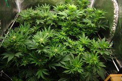 Red Hot Cookies de Sweet Seeds