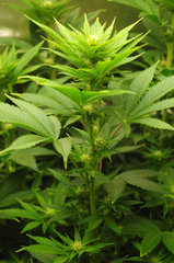Red Hot Cookies de Sweet Seeds