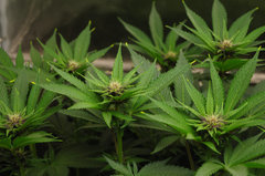 Red Hot Cookies de Sweet Seeds