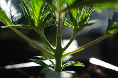 Jamaican Dream de Eva Seeds