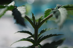 Jamaican Dream de Eva Seeds