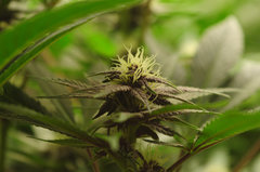 Red Hot Cookies de Sweet Seeds