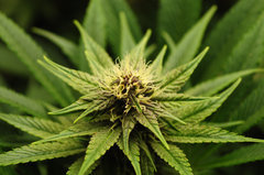 Red Hot Cookies de Sweet Seeds