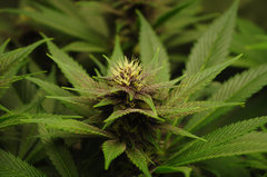 Red Hot Cookies de Sweet Seeds