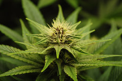 Red Hot Cookies de Sweet Seeds