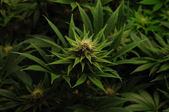 Red Hot Cookies de Sweet Seeds