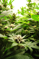 Red Hot Cookies de Sweet Seeds