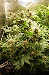 Red Hot Cookies de Sweet Seeds