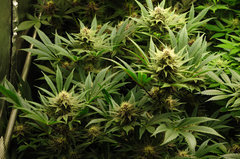 Red Hot Cookies de Sweet Seeds
