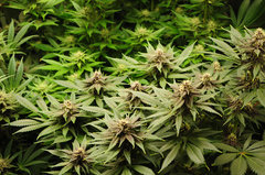 Red Hot Cookies de Sweet Seeds