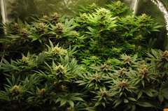 Red Hot Cookies de Sweet Seeds