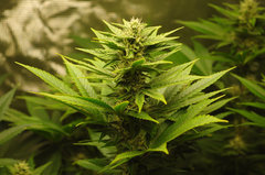 Red Hot Cookies de Sweet Seeds