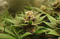 Red Hot Cookies de Sweet Seeds