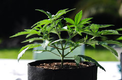 Jamaican Dream de Eva Seeds