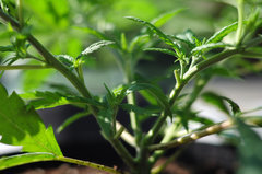 Jamaican Dream de Eva Seeds