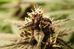 Red Hot Cookies de Sweet Seeds