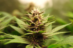 Red Hot Cookies de Sweet Seeds