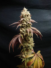 thc.JPG