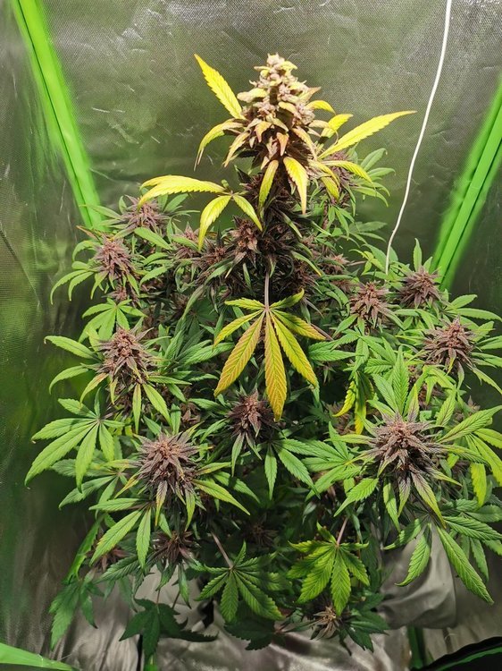 trichome.jpg