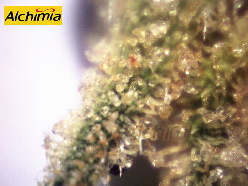 tricomas-tirando-a-ambar1.jpg.9ab96a4c25b29f412ab17e3dc84e1bff.jpg