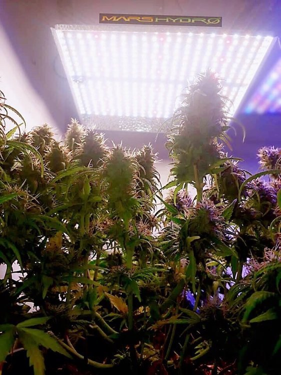 mars hydro TS 1000 led grow light.jpg