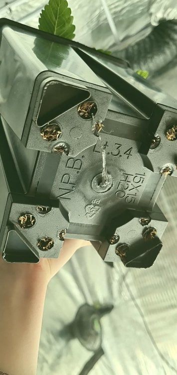 163493484_459681078578856_7832382520464215919_n.jpg