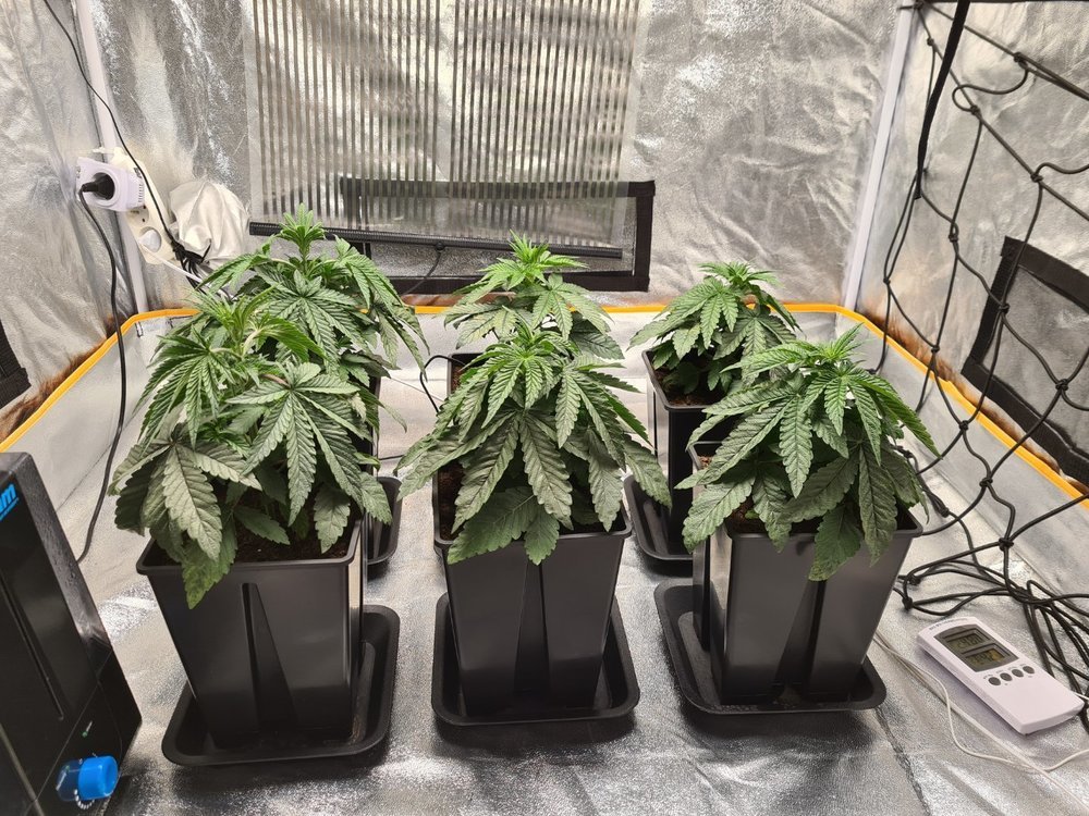 20210324_195229.jpg