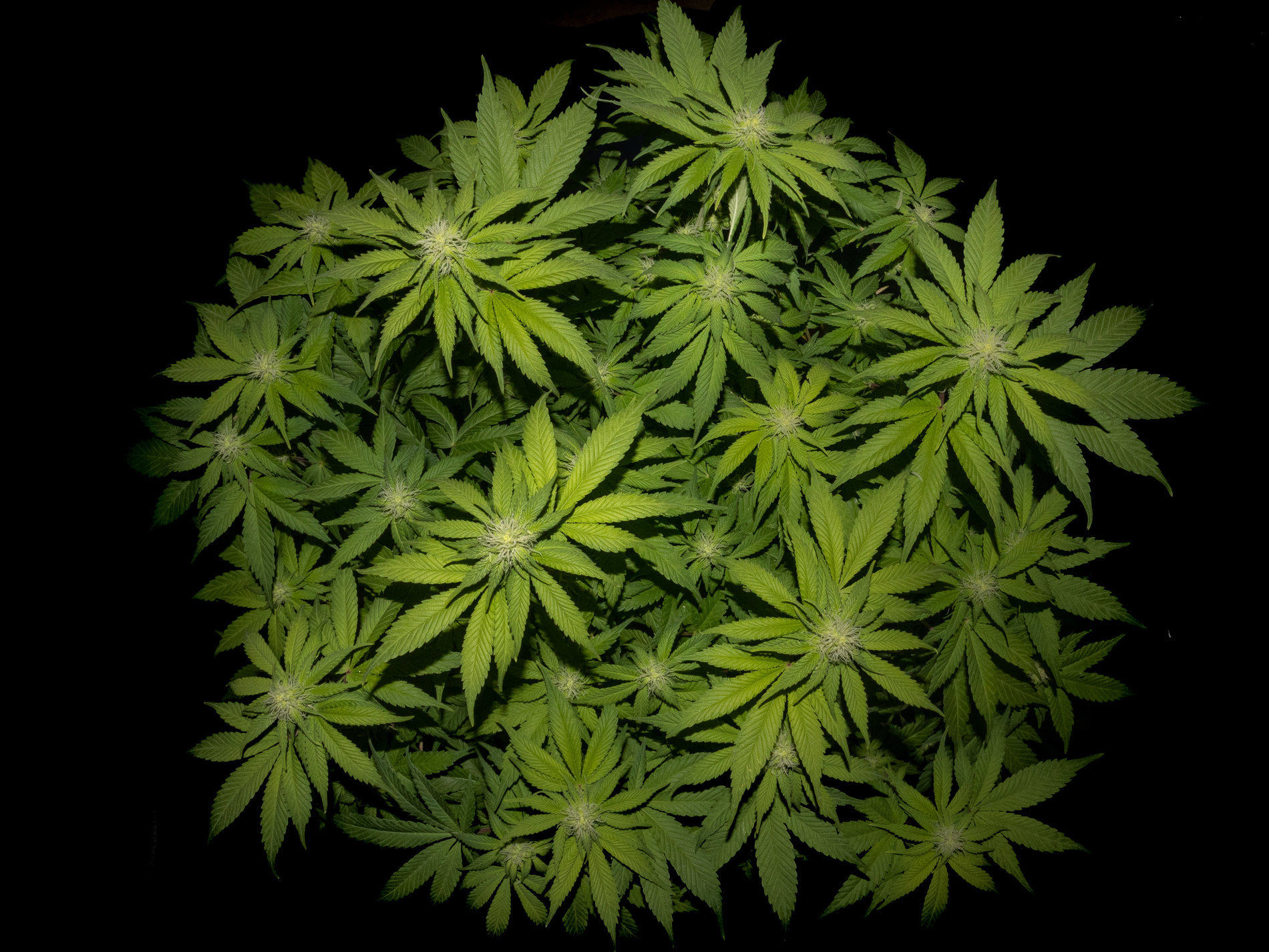 Cannaweed-86.jpg
