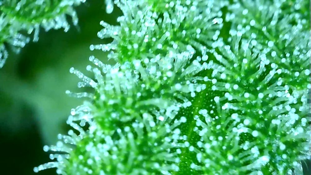 DDEDF49C-7D08-4CD3-8164-82302FF074E9.thumb.jpeg.0293dec379b5139b4de591240009a147.jpeg