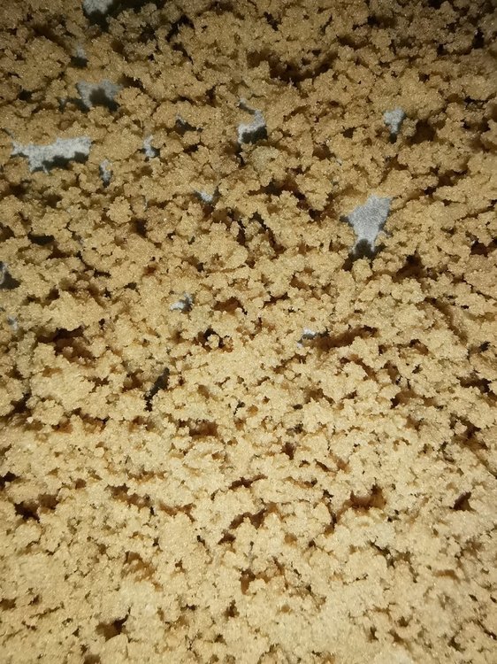 Macro