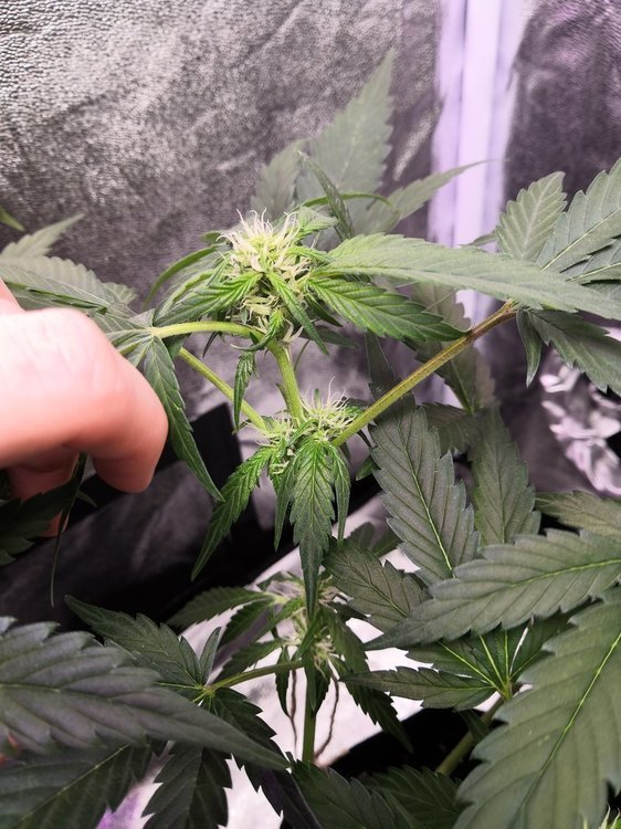 IMG_20210303_013105.jpg