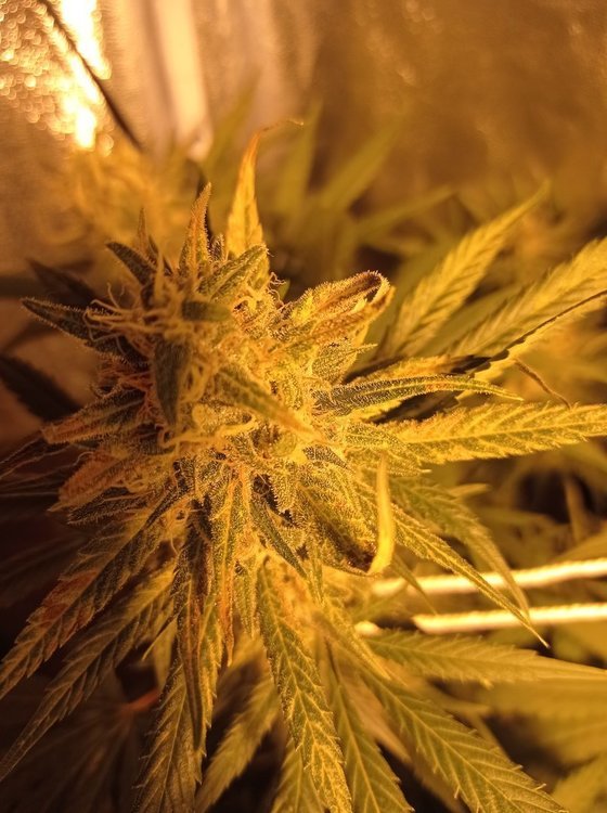 IMG_20210308_195501.jpg