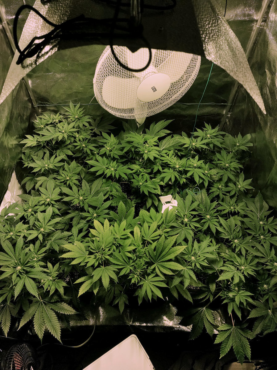 5 RUNTZ MUFFIN (barney's farm) 1 OG KUSH (zamnesia )- 2021 - 2ème culture - 1m2 - 600W HPS