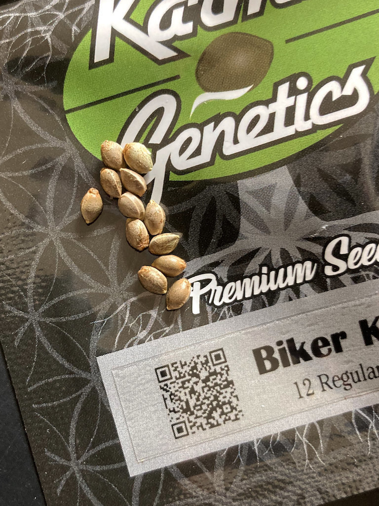 large.1807825483_KarmaBikerKushSeeds2.jpg.79471e60d648bad86baab27964381e11.jpg