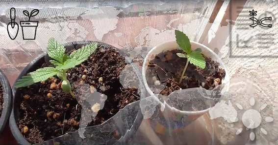 large.Best_Time_to_Plant_Outdoor_Cannabis_Seeds.jpg