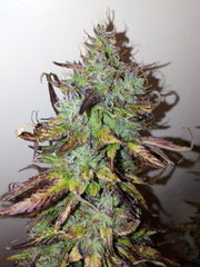Cream Caramel x inconnue (ND) (2).jpg