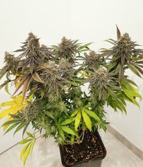 Bubblegum X PurplePunch F+48