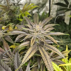 Wedding Gelato Flo +64