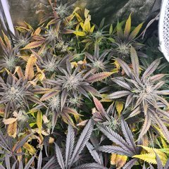 Wedding Gelato Flo +64