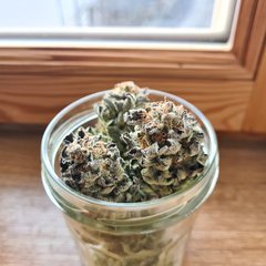Wedding Gelato Flo +74