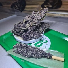 Royal Gorilla Flo +74