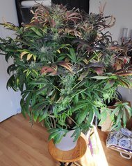 flo_72 (2).jpg