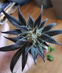 flo_72 (3).jpg