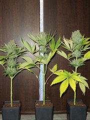 Négra44 indica