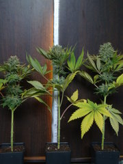 Négra44 indica