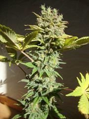 Négra44